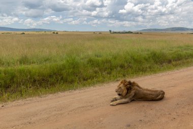 Masai Mara Ulusal Rezervi, Kenya