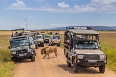 MASAI MARA, KENYA - 19 Şubat 2020: Safari araçları ve Kenya 'daki Masai Mara Ulusal Rezervi' nde bir aslan