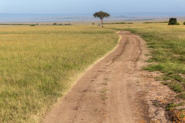 Kenya 'daki Masai Mara Ulusal Rezervi' nde izler