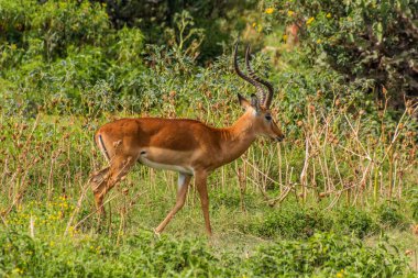 Impala (Aepyceros melampus) Kenya 'daki Naivasha Gölü' ndeki Crescent Adası Oyun Mabedi 'nde