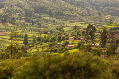 Bunyonyi Gölü yakınlarındaki yemyeşil arazi, Uganda
