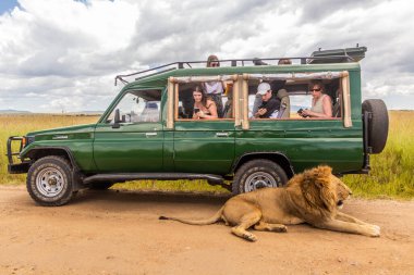 MASAI MARA, KENYA - FEBRUARY 19, 2020: Lion resting in a shade of safari vehicle in Masai Mara National Reserve, Kenya clipart