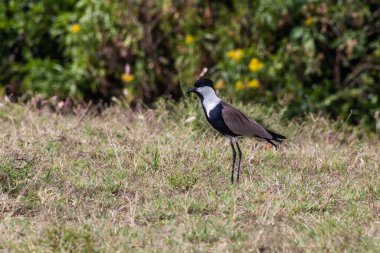 Keny 'deki Naivasha Gölü yakınlarında mahmuzlu Lapwing (Vanellus spinosus)
