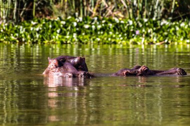 Kenya 'daki Naivasha Gölü' nde Hippopotamus (Hippopotamus amfibi)