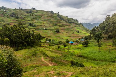 Bunyonyi Gölü yakınlarındaki yemyeşil arazi, Uganda