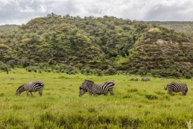 Zebralar Kenya 'daki Cehennem Kapısı Ulusal Parkı' nda.