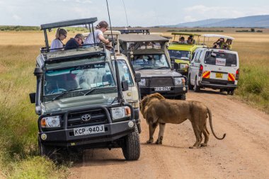 MASAI MARA, KENYA - FEBRUARY 19, 2020: Safari vehicles and a lion in Masai Mara National Reserve, Kenya clipart