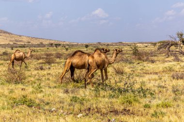 Kenya, Marsabit kasabası yakınlarındaki develer.
