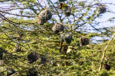 Kenya 'daki Naivasha Gölü' nde yuvaları olan Köy Dokumacıları (Ploceus cucullatus)