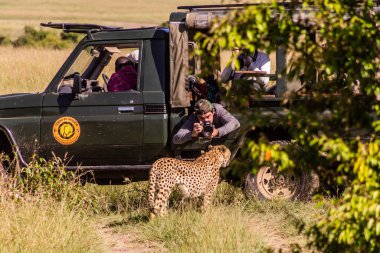 MASAI MARA, KENYA - 19 Şubat 2020: Kenya 'daki Masai Mara Ulusal Rezervi' nde bir çitaya yakın bir fotoğrafçı