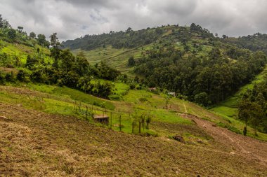 Bunyonyi Gölü yakınlarındaki yemyeşil arazi, Uganda