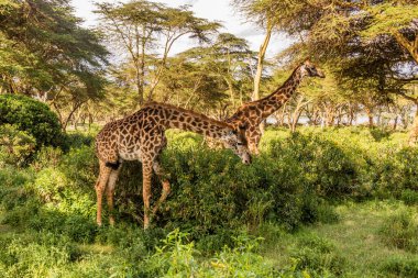 Kenya 'daki Naivasha Gölü' ndeki Crescent Adası Oyun Mabedi 'nde Masai zürafaları (Giraffa tippelskirchi)