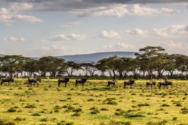 Kenya Naivasha Gölü 'ndeki Crescent Adası Oyun Mabedi' nde antiloplar.