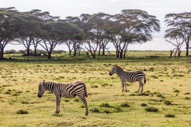 Burchell 'in zebraları (Equus quagga burchellii) Kenya Naivasha Gölü' ndeki Crescent Adası Oyun Mabedi 'nde