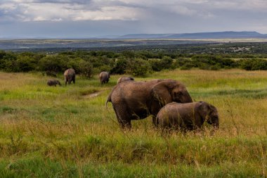 Masai Mara Ulusal Rezervi 'ndeki filler, Kenya