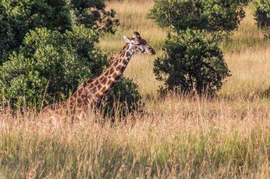 Kenya 'daki Masai Mara Ulusal Rezervi' nde zürafa