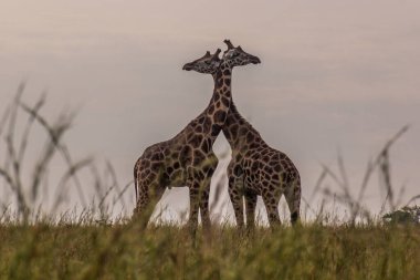 Murchison Falls Ulusal Parkı, Uganda 'da zürafalar