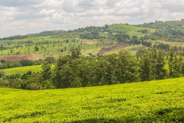 Fort Portal, Uganda yakınlarındaki krater gölü bölgesindeki Rweetera köyü yakınlarındaki çay tarlaları