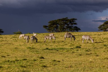 Burchell 'in zebraları (Equus quagga burchellii) Kenya Naivasha Gölü' ndeki Crescent Adası Oyun Mabedi 'nde