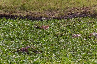 Uganda 'daki Murchison Falls Ulusal Parkı' nda su aygırı.