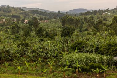 Fort Portal, Uganda yakınlarındaki krater göl bölgesinin verimli kırsal manzarası