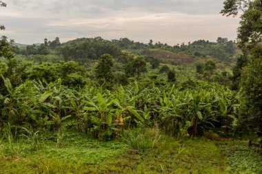 Fort Portal, Uganda yakınlarındaki krater göl bölgesinin verimli kırsal manzarası