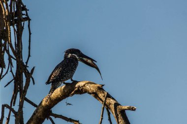 Dev Kingfisher (Megaceryle maxima) Naivasha Gölü, Kenya