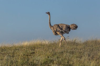 Kenya, Güney Horr köyü yakınlarında dişi devekuşu.