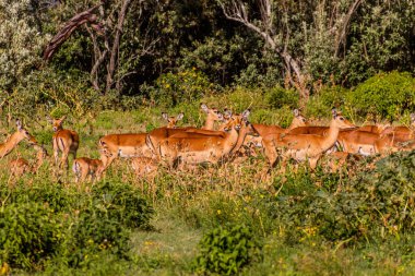 Impalas (Aepyceros melampus) Kenya 'daki Naivasha Gölü üzerindeki Crescent Adası Oyun Mabedi' nde.