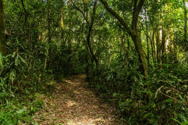 Kenya 'daki Kakamega Orman Rezervi' nde yürüyüş yolu.