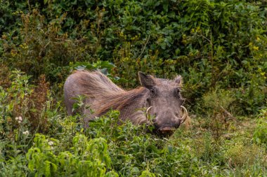Kenya 'daki Naivasha Gölü yakınlarında (Phacochoerus africanus) yaban domuzu