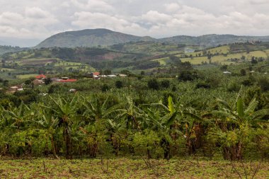 Fort Portal, Uganda yakınlarındaki krater göl bölgesinin verimli kırsal manzarası