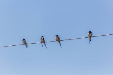 Kenya 'daki Naivasha Gölü yakınlarındaki kablolarda Barn Swallows (Hirundo rustica)
