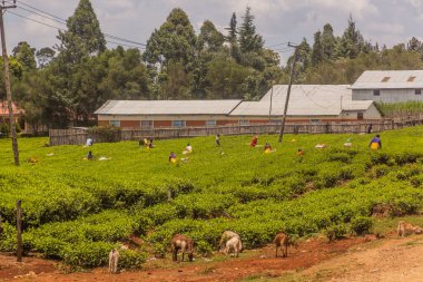 KERICHO, KENYA - 21 Şubat 2020: Kericho kasabası yakınlarındaki çay hasadı