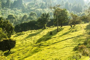 Fort Portal yakınlarındaki yeşil manzara, Uganda