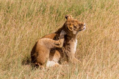 Kenya 'daki Masai Mara Ulusal Rezervi' nde dişi aslan.