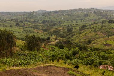 Fort Portal, Uganda yakınlarındaki krater göl bölgesinin verimli kırsal manzarası