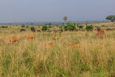 Lelwel Hartebeest (Alcelaphus buselaphus lelwel) ve Afrika bufaloları (Syncerus caffer) Murchison Falls ulusal parkında, Uganda
