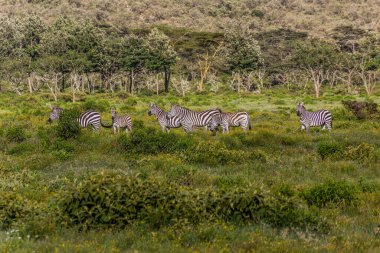 Zebralar Kenya 'daki Cehennem Kapısı Ulusal Parkı' nda.