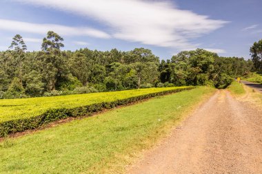 Kenya, Kericho yakınlarındaki çay tarlaları