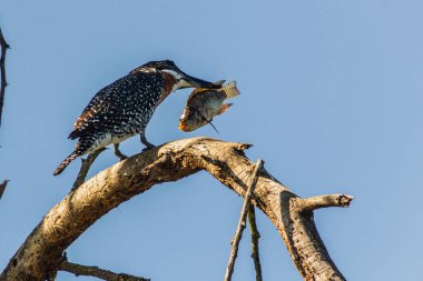 Dev Kingfisher (Megaceryle maxima) Naivasha Gölü, Kenya