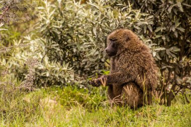 Kenya 'daki Cehennem Kapısı Ulusal Parkı' nda Olive Baboon (Papio anubis)
