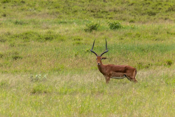 Impala Aepyceros Melampus Hell Gate National Park Kenya — Stockfoto