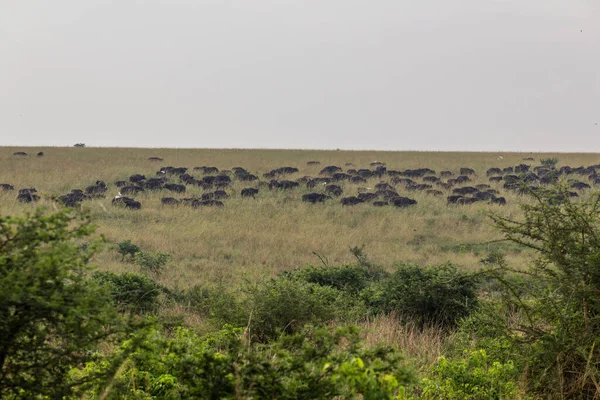 Búfalos Africanos Syncerus Caffer Parque Nacional Murchison Falls Uganda — Fotografia de Stock