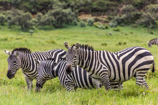 Zebras Parque Nacional Portão Inferno Quênia — Fotografia de Stock