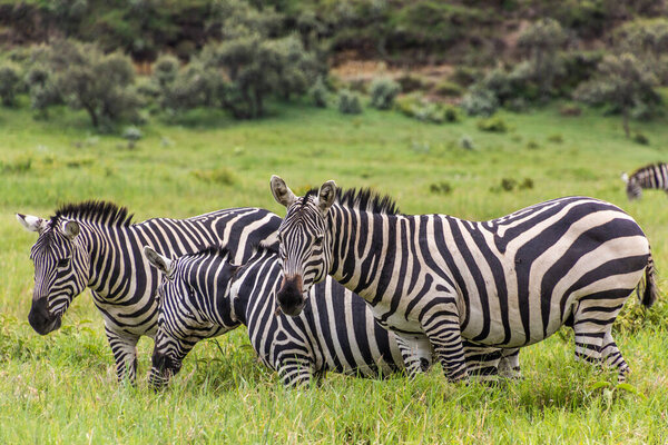 Zebras in the Hell's Gate National Park, Kenya