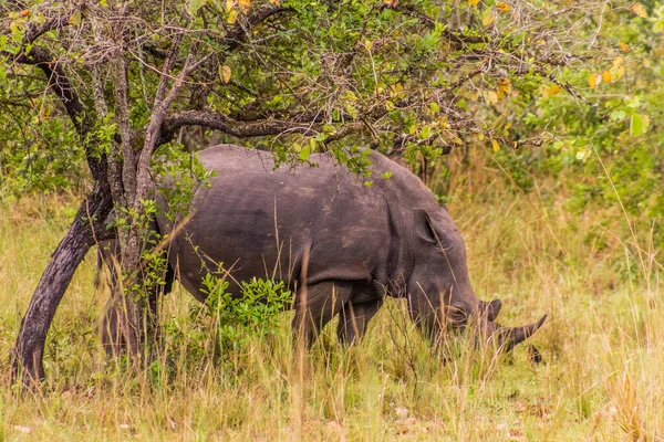 Rinoceronte Branco Sul Ceratotherium Simum Simum Santuário Rinoceronte Ziwa Uganda — Fotografia de Stock