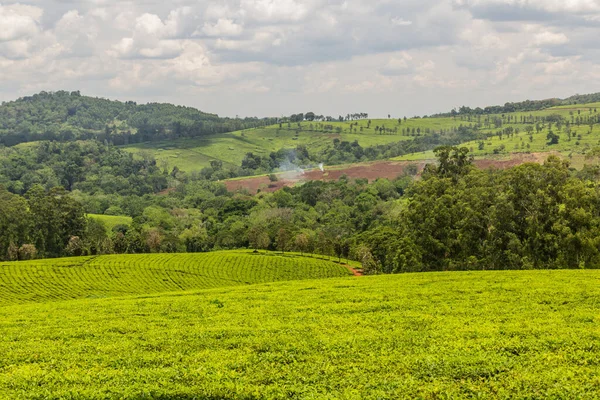 Teeplantagen Nahe Dem Dorf Rweetera Der Region Der Kraterseen Der — Stockfoto