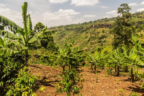 Banánová Plantáž Poblíž Vesnice Sipi Uganda — Stock fotografie