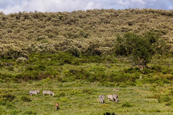 Zebry Parku Narodowym Hell Gate Kenia — Zdjęcie stockowe